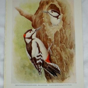 Vintage Print GREAT SPOTTED WOODPECKER Colour Book Plate RA VOWLES Art Birds